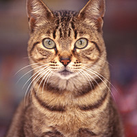 Buy canvas prints of Tabby bold domestic cat by Alfredo Bustos