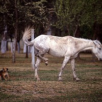 Buy canvas prints of Horse and dog in a fight by Alfredo Bustos