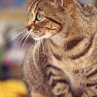 Buy canvas prints of Tabby cat looking right by Alfredo Bustos