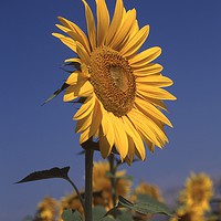 Buy canvas prints of Sunflower standing alone by Alfredo Bustos