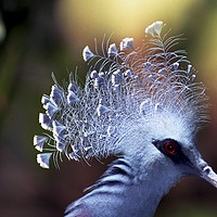 Buy canvas prints of Victoria crowned Pigeon by Alfredo Bustos
