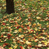 Buy canvas prints of Fallen leaves on green grass by Alfredo Bustos