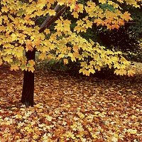 Buy canvas prints of Fallen leaves on side hill by Alfredo Bustos