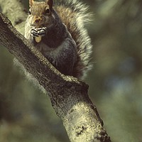 Buy canvas prints of Squirrel on a branch, High Park, Toronto, Ca by Alfredo Bustos