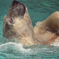 Buy canvas prints of Polar bear, Backstroke, Metro Toronto Zoo by Alfredo Bustos