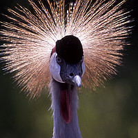 Buy canvas prints of Grey crowned crane at African Lion Safari, Canada by Alfredo Bustos