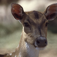 Buy canvas prints of Deer portrayed at African Lion safari in 1993 by Alfredo Bustos