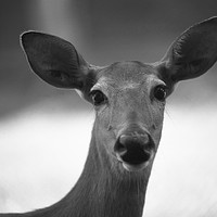 Buy canvas prints of B&W Deer at High Park, Toronto, Canada by Alfredo Bustos