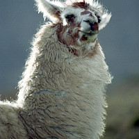 Buy canvas prints of Llama (lama glama) by Alfredo Bustos