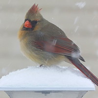 Buy canvas prints of Cardinal in Winter by Susan Gratton
