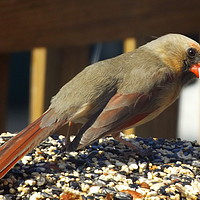 Buy canvas prints of Female Cardinal by Susan Gratton