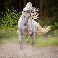 Buy canvas prints of Dancing White Horse by Ekaterina Druz by Russian Artist 