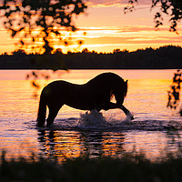 Buy canvas prints of Black Horse Bathing in Sunset River  by Russian Artist 