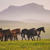 Buy canvas prints of Herd of  Karachai Horses in the Mountains by Russian Artist 