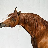 Buy canvas prints of Portrait of Chestnut Horse by Russian Artist 