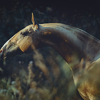 Buy canvas prints of Portrait of Akhalteke Horse by Russian Artist 
