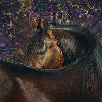 Buy canvas prints of Horse Portrait with Carpet by Russian Artist 