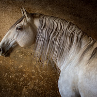 Buy canvas prints of Lusitano Portrait by Russian Artist 