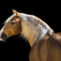 Buy canvas prints of Palomino by Russian Artist 