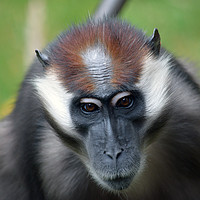 Buy canvas prints of Cherry crowned mangabey monkey by Eve Denby
