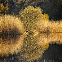 Buy canvas prints of Clockburn Lake Reflections by Rob Cole