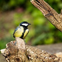 Buy canvas prints of Great Tit, Parus Major by Rob Cole