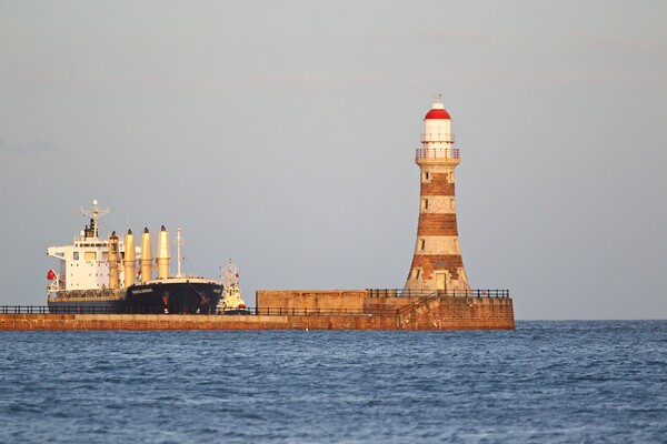 Graceful Gertrude at Roker Pier Picture Board by Rob Cole