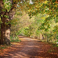 Buy canvas prints of Autumn in Darley Park, Derby by Rob Cole