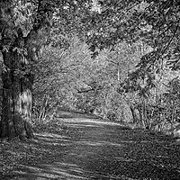 Buy canvas prints of Autumn in Darley Park, Derby by Rob Cole
