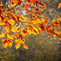 Buy canvas prints of Golden Autumn Serenity in Urban Park by Rob Cole