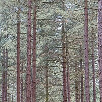 Buy canvas prints of Tall Pine Trees, Sherwood Forest by Rob Cole