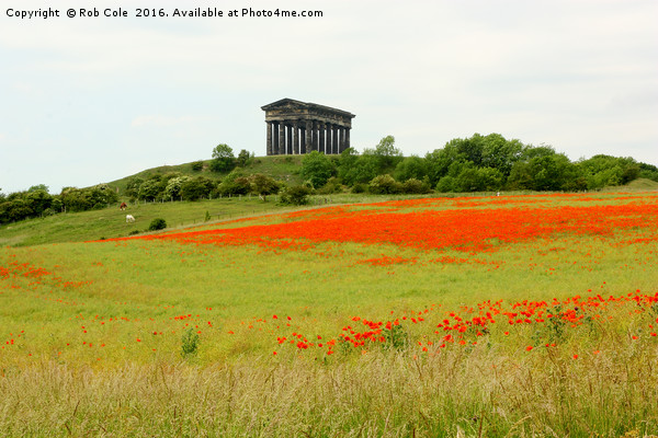 Poppies at Penshaw Monument, County Durham, Englan Picture Board by Rob Cole