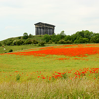 Buy canvas prints of Poppies at Penshaw Monument, County Durham, Englan by Rob Cole