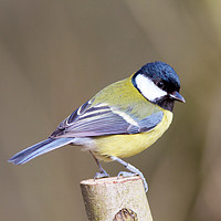 Buy canvas prints of Great Tit (Parus Major) by Rob Cole