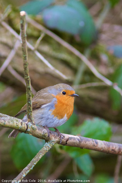 Majestic Robin in British Countryside Picture Board by Rob Cole