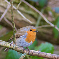 Buy canvas prints of Majestic Robin in British Countryside by Rob Cole