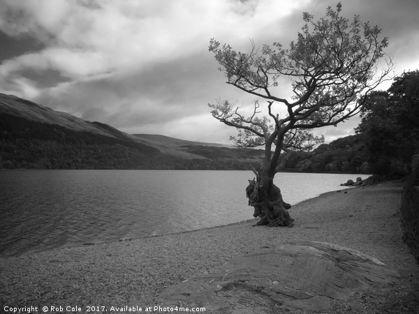 Gnarly Old Tree, Loch Lomond, Scotland Picture Board by Rob Cole