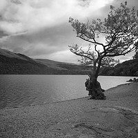 Buy canvas prints of Gnarly Old Tree, Loch Lomond, Scotland by Rob Cole