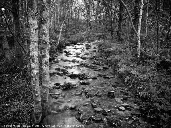 Woodland Stream, Trossachs, Scotland, UK Picture Board by Rob Cole