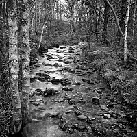 Buy canvas prints of Woodland Stream, Trossachs, Scotland, UK by Rob Cole