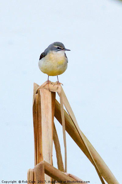 Grey Wagtail (Motacilla cinerea) Picture Board by Rob Cole