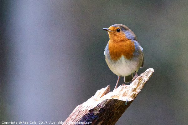 Robin (Erithacus rubecula) Picture Board by Rob Cole
