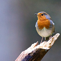 Buy canvas prints of Robin (Erithacus rubecula) by Rob Cole