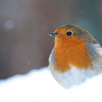 Buy canvas prints of Robin Redbreast (Erithacus rubecula) by Rob Cole