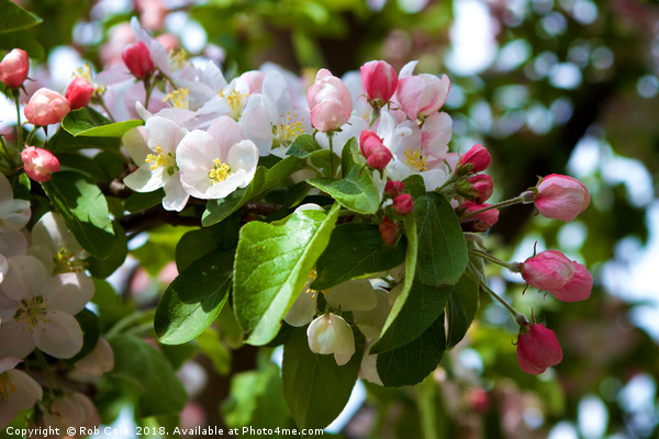 Pink and White Apple Blossom Picture Board by Rob Cole