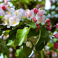 Buy canvas prints of Pink and White Apple Blossom by Rob Cole