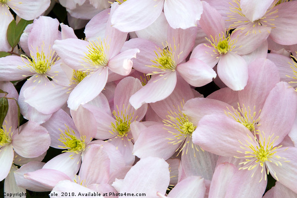 Stunning Pink Clematis Montana Flowers Picture Board by Rob Cole