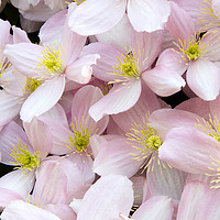 Buy canvas prints of Stunning Pink Clematis Montana Flowers by Rob Cole