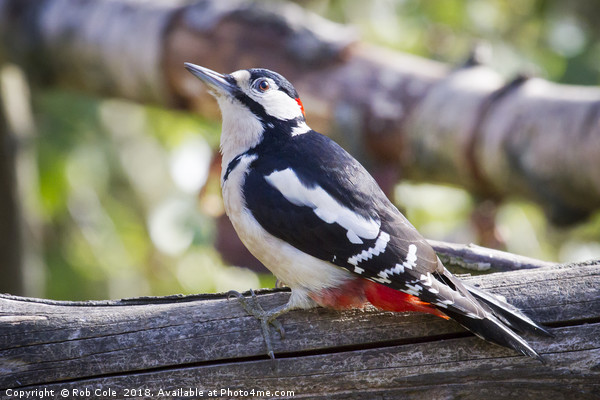 Great Spotted Woodpecker (Dendrocopos major) Picture Board by Rob Cole