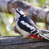 Buy canvas prints of Great Spotted Woodpecker (Dendrocopos major) by Rob Cole